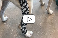 RockTape FMT Canine Kinesiology Taping